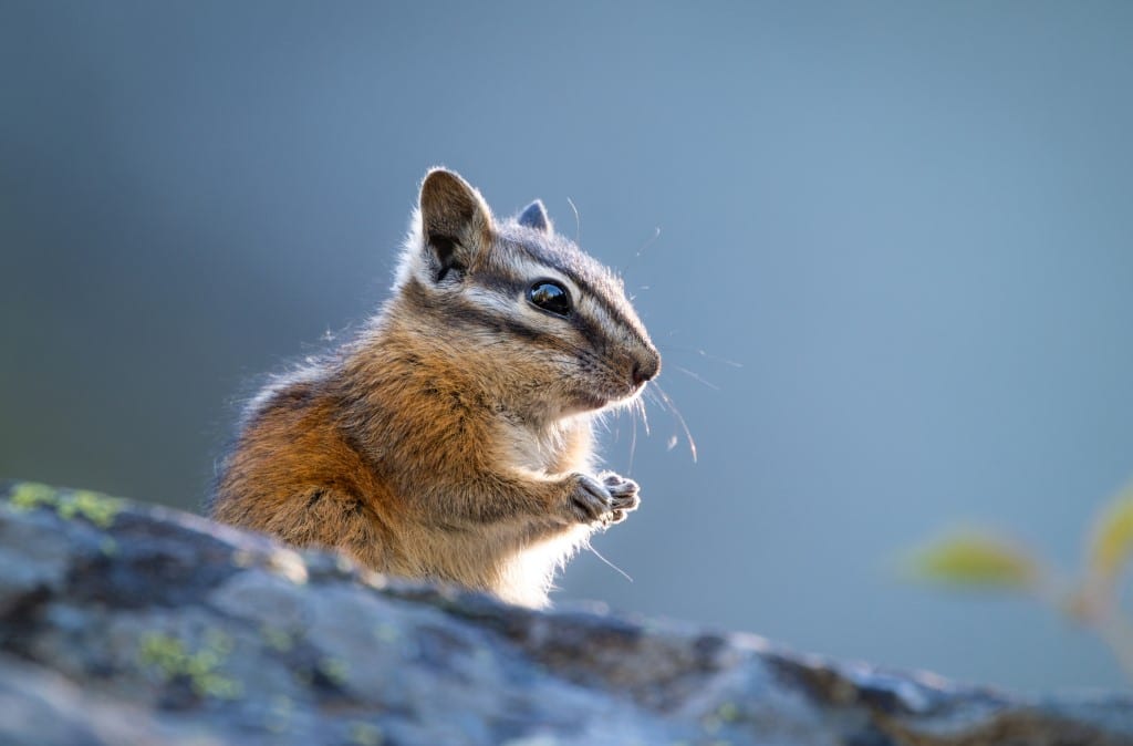 Exemple de photo faite avec le NIKKOR Z 600 mm f/6.3 VR S PF