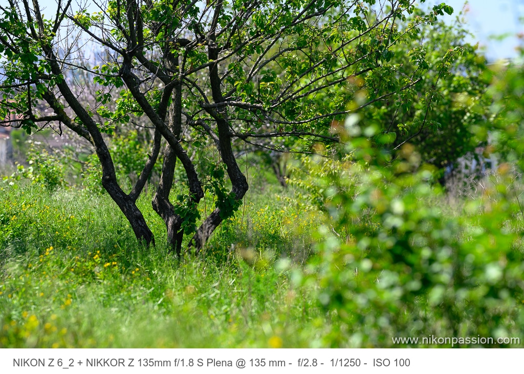 Test NIKKOR Z 135 mm f/1.8 S Plena