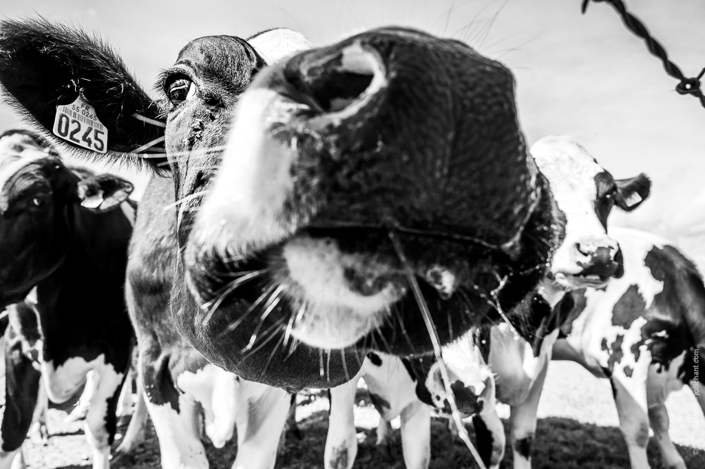 Couleur vs noir et blanc - photo Jean-Christophe Dichant