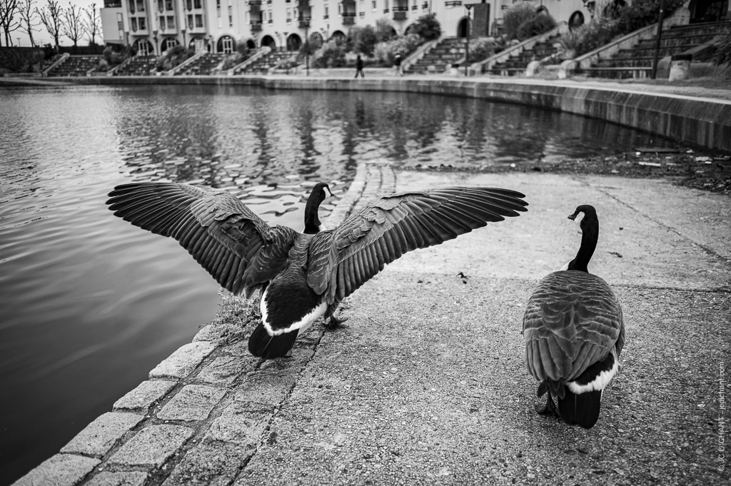 Couleur vs noir et blanc - photo Jean-Christophe Dichant
