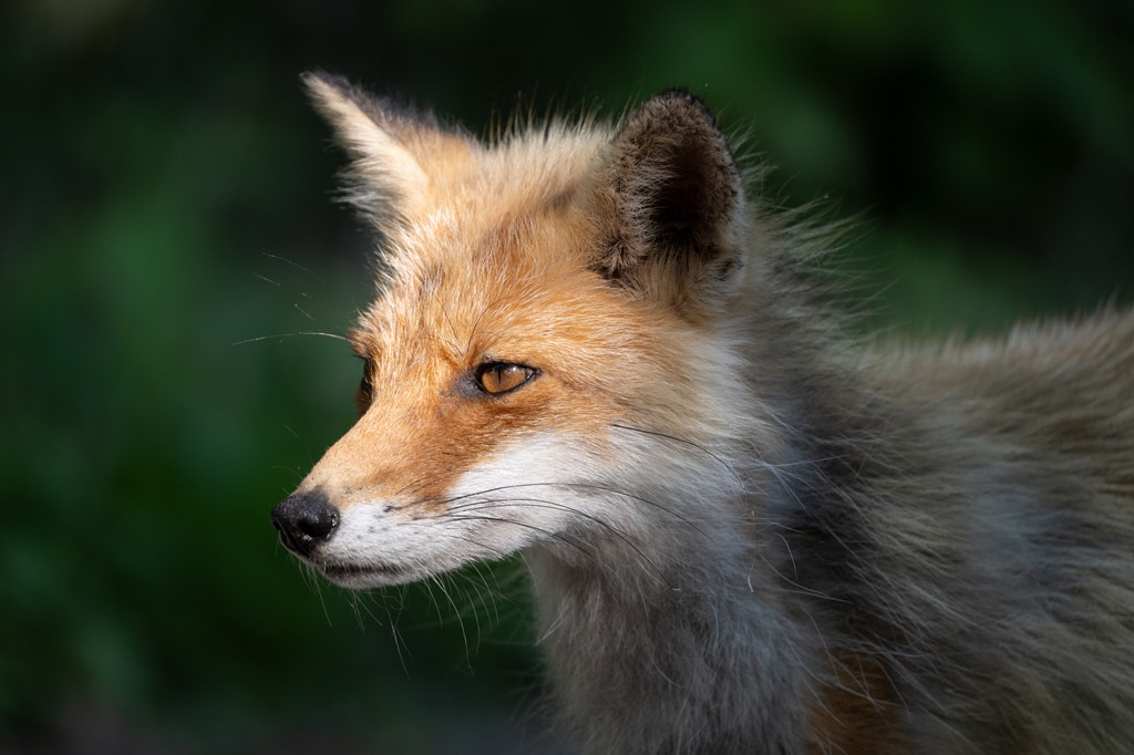 Exemple de photo avec le Tamron 50-400 mm f/4.5-6.3 Di III VC VXD pour Nikon Z