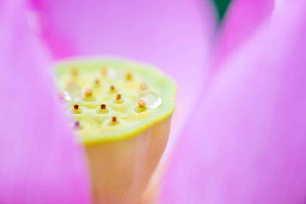 Exemples de photos faites avec le Tamron 90 mm f/2.8 Di III MACRO VXD