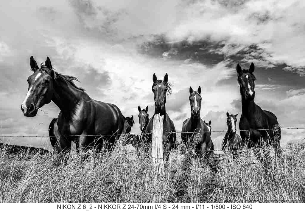 Comment faire du noir et blanc avec un hybride Nikon Z ?