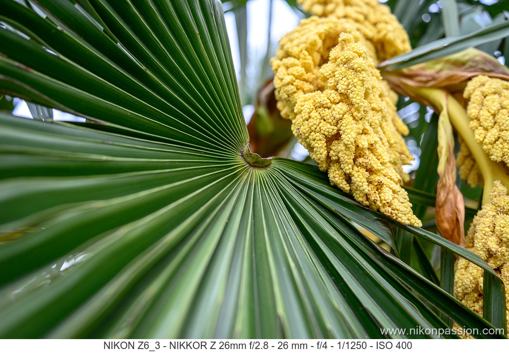 Test du NIKKOR Z 26 mm f/2.8