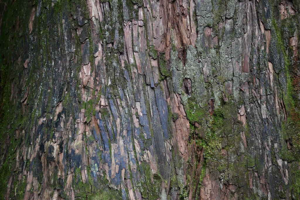 Exemple de photo faite avec le Tamron 70-180mm f/2.8 G2 Nikon Z