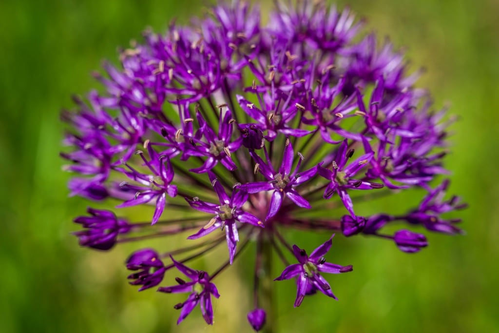 Exemple de photo faite avec le Tamron 70-180mm f/2.8 G2 Nikon Z