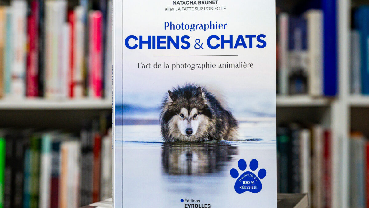 Photographier chiens et chats : comment maîtriser vraiment l’art du portrait animalier