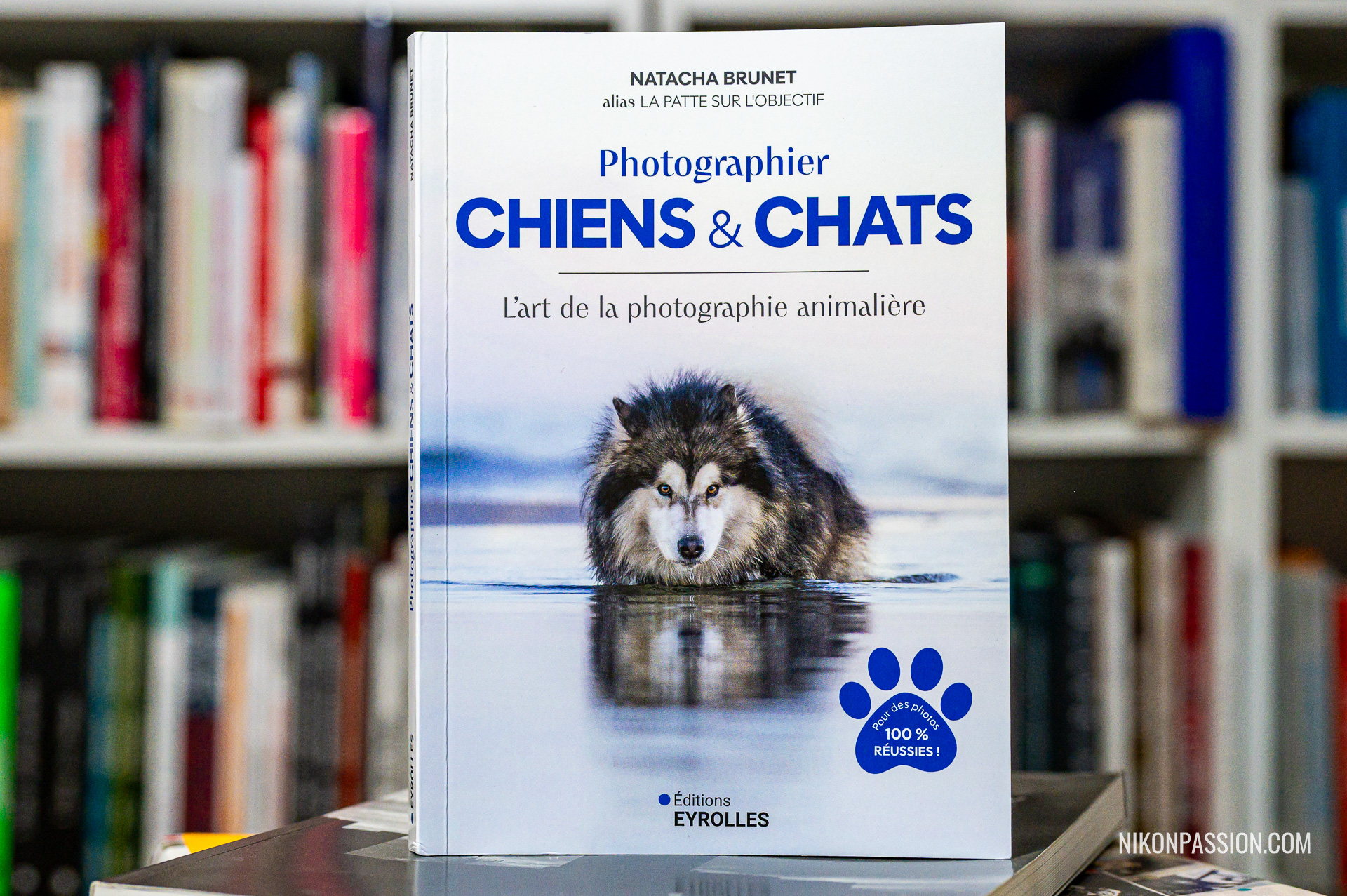Photographier chiens et chats : comment maîtriser vraiment l’art du portrait animalier