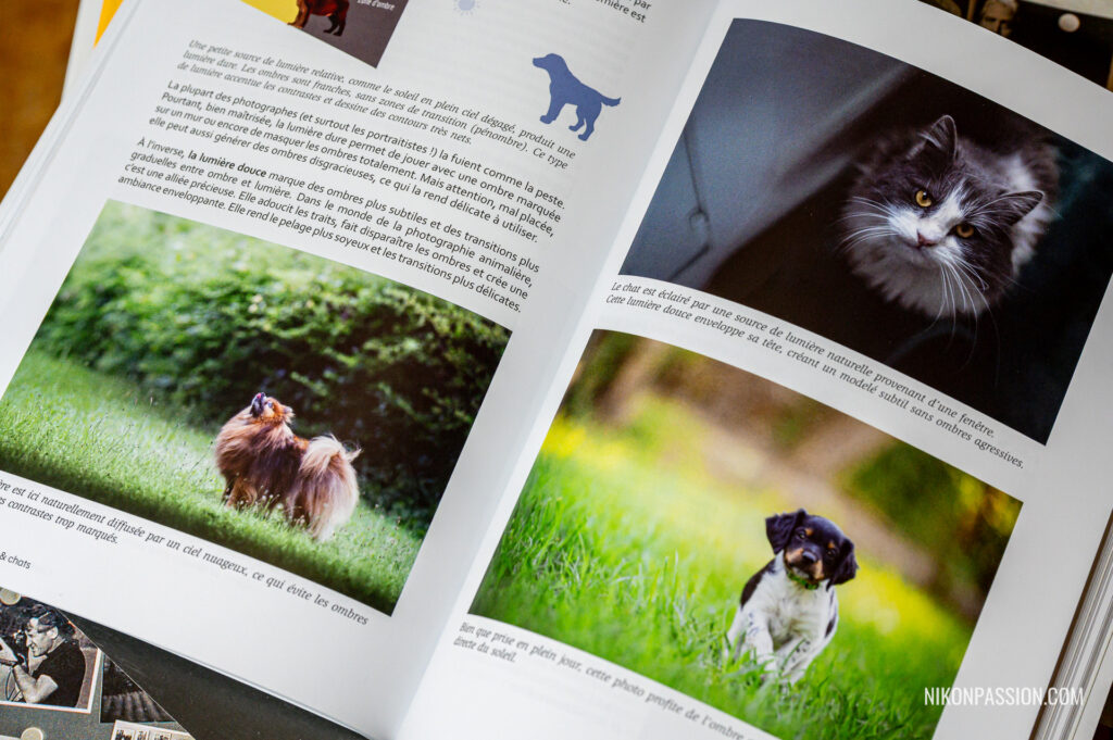 Photographier chiens et chats : comment maîtriser vraiment l’art du portrait animalier