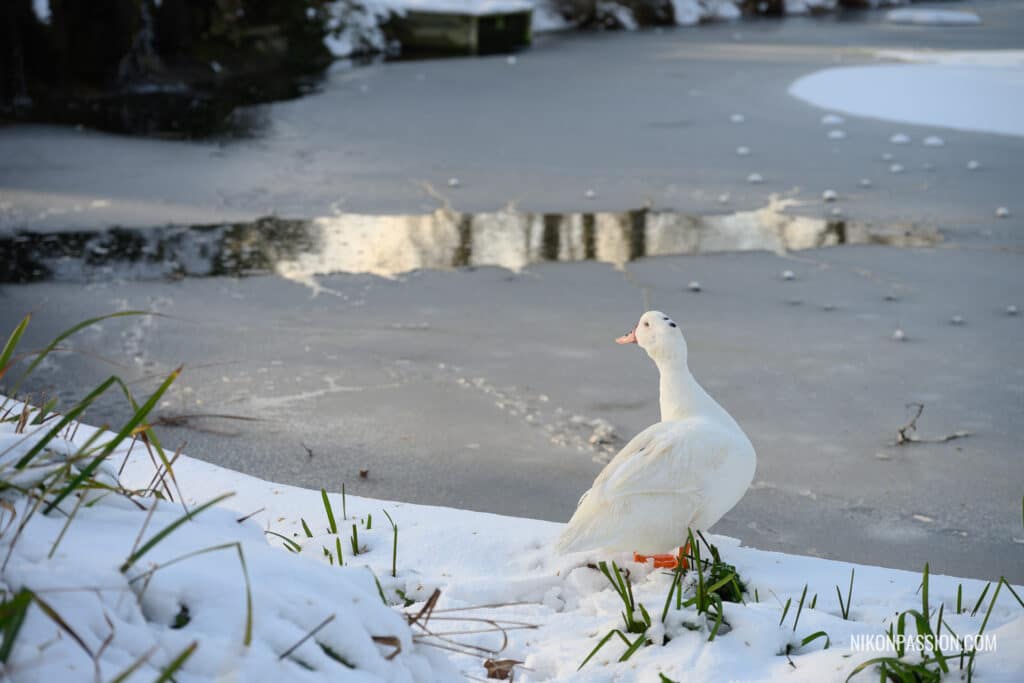 Photographier la neige en ville : ma méthode simple et efficace