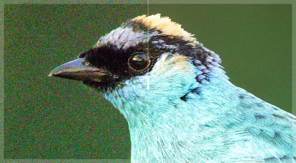 Avec et sans DxO PureRAW 6 - photo © Petr BAMBOUSEK