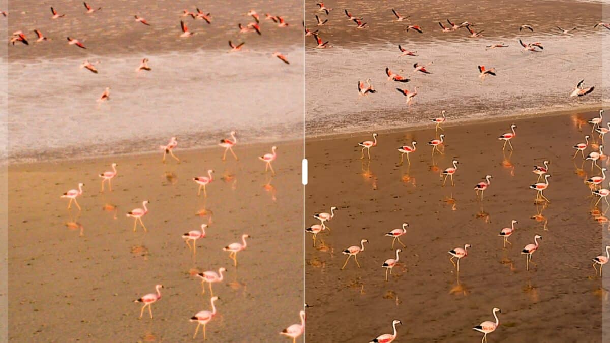 Avec et sans DxO PureRAW 6 - photo © Stefan FORSTER