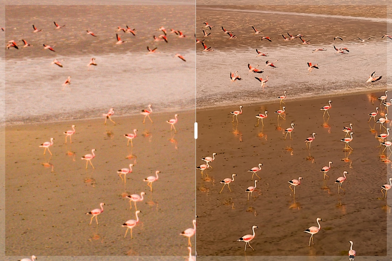 Avec et sans DxO PureRAW 6 - photo © Stefan FORSTER