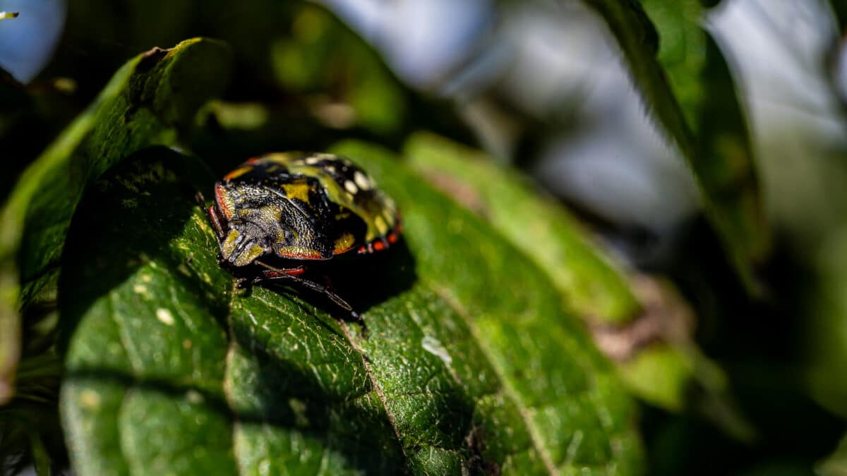 Insecte photographié en macro sur une haie de jardin en ville