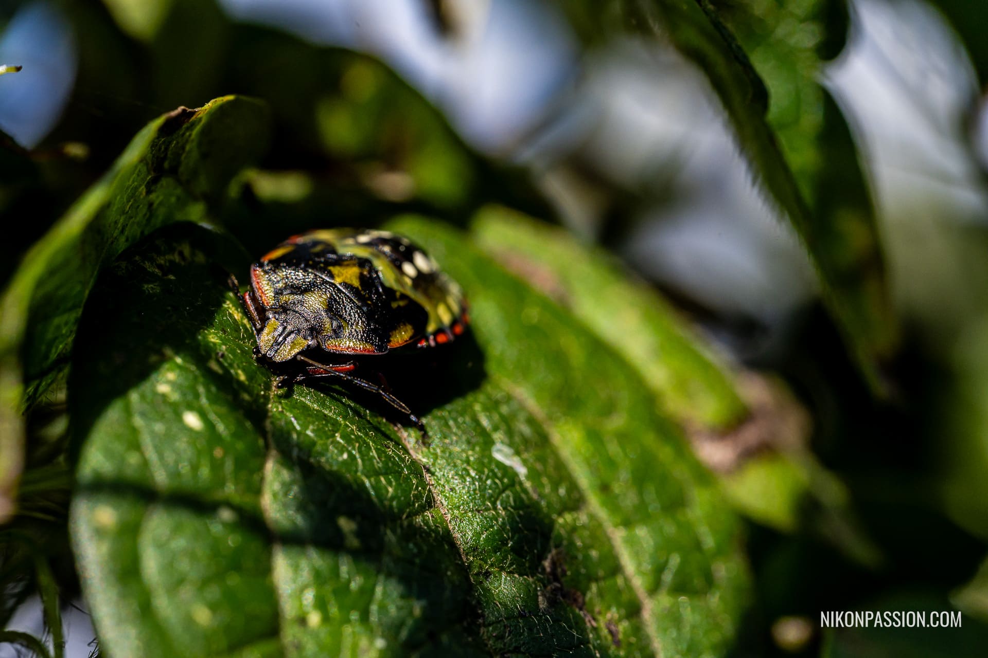 Insecte photographié en macro sur une haie de jardin en ville