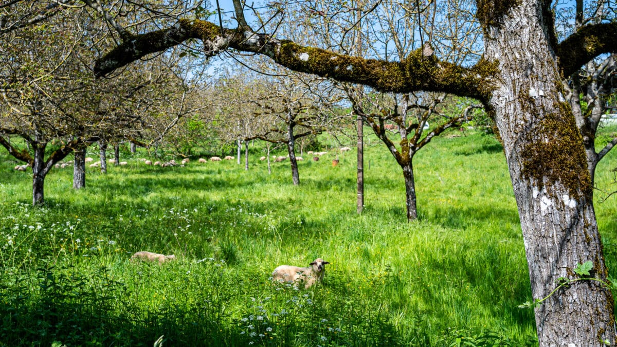 Séjour nature et campagne à Alvignac dans le Lot et le parc naturel du Quercy