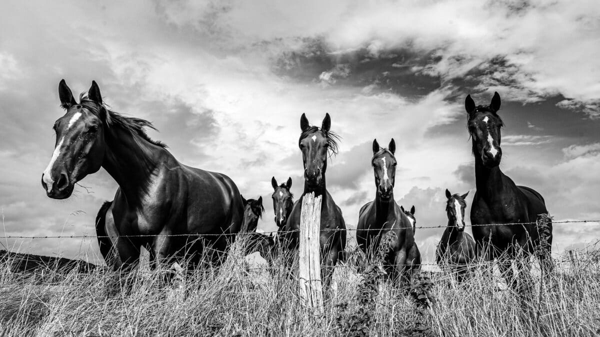 Des chevaux alignés derrière une barrière dans la Meuse