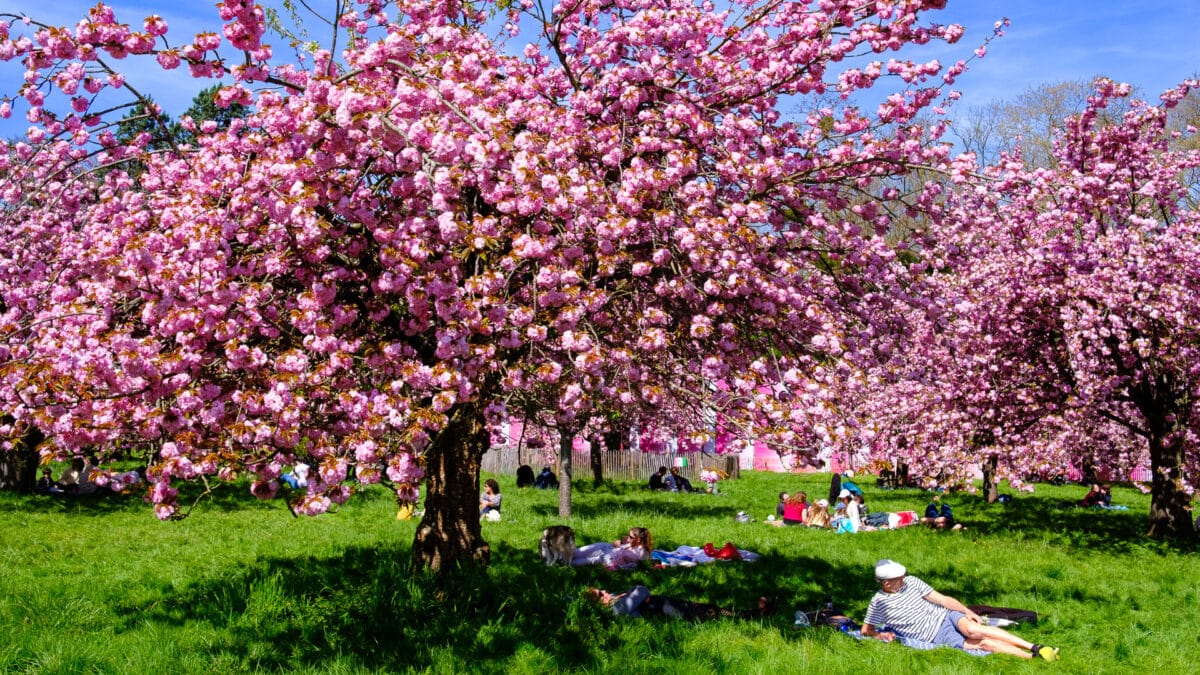 Hanami 2026, les cerisiers japonais en fleur au parc de Sceaux