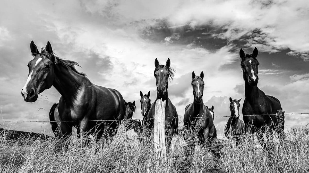 Des chevaux en liberté dans un pré en Meuse - photo (©) JC Dichant