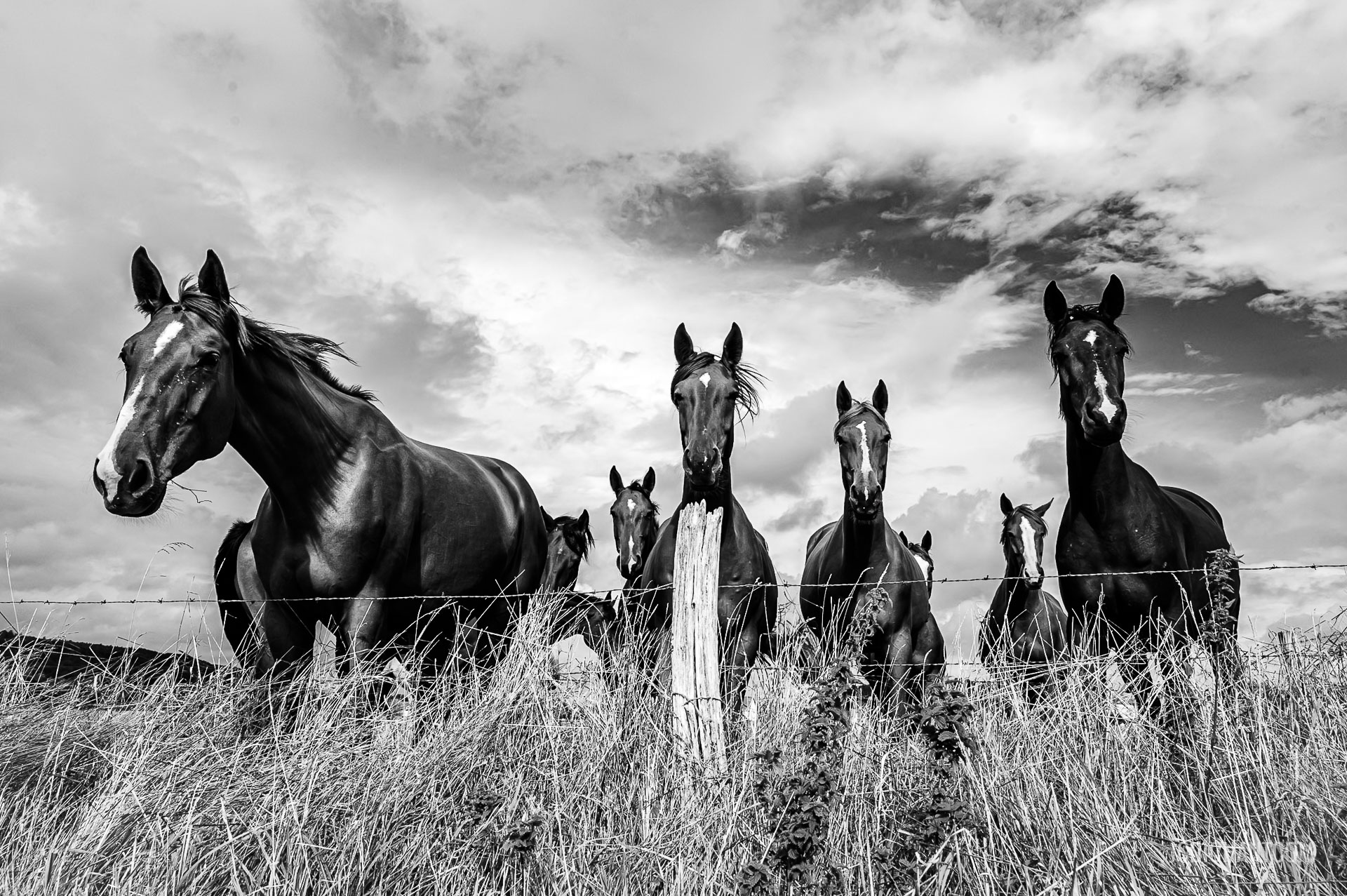 Des chevaux en liberté dans un pré en Meuse - photo (©) JC Dichant