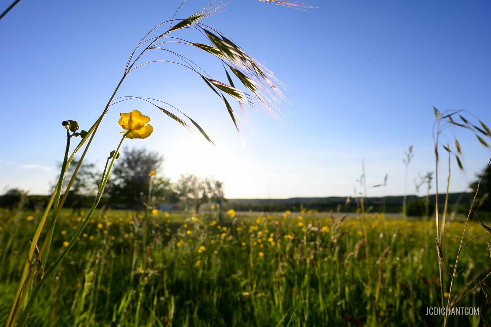 Paysage de Meuse vue du sol, en contre-jour - photo (C) JC Dichant